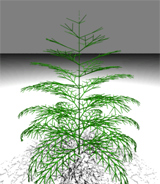 Picture of a ray-traced tree